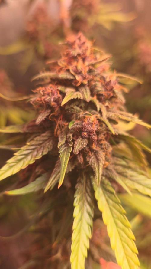 Gorilla punch fast bud. Week 10