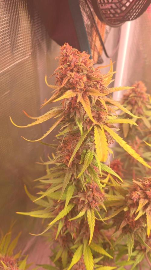 Gorilla punch fast bud. Week 10 - Gorilla punch