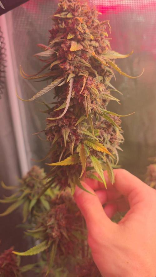 Gorilla punch fast bud. Week 10 - Gorilla punch