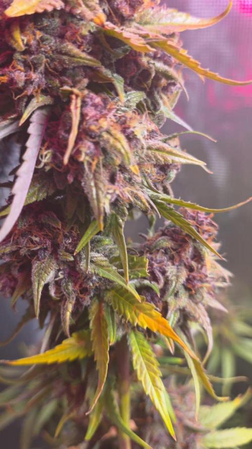 Gorilla punch fast bud. Week 10