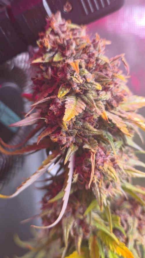 Gorilla punch fast bud. Week 10 - Gorilla punch
