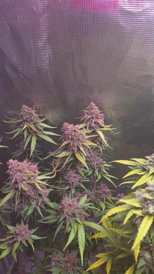 Gorilla punch fast bud. Week 10