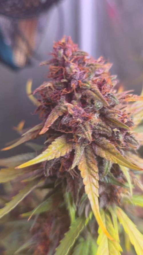 Gorilla punch fast bud. Week 10
