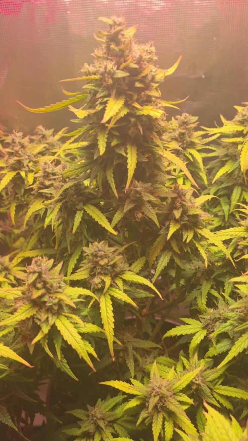 Gorilla punch fast bud