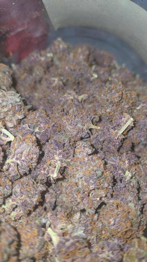 Gorilla punch fast bud. Week 12