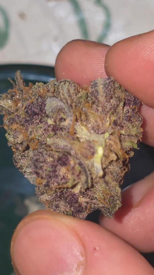 Gorilla punch fast bud. Week 12