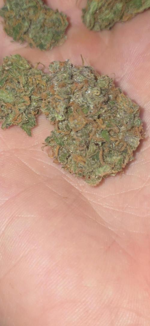 Gorilla punch fast bud. Week 13