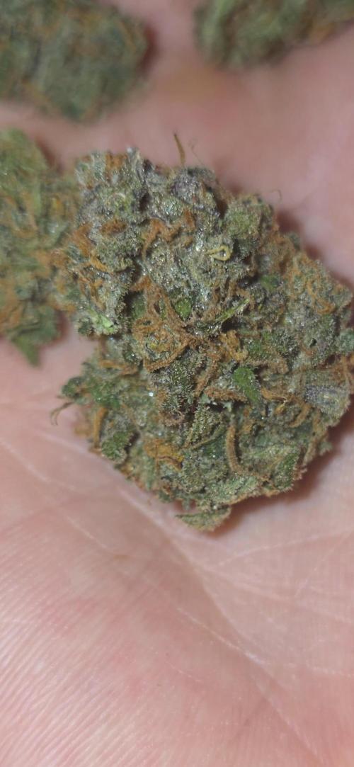 Gorilla punch fast bud. Week 13