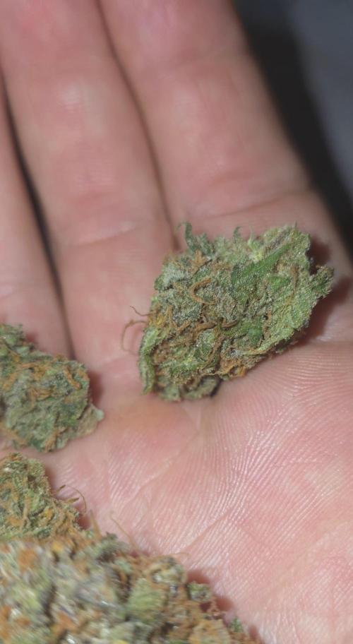 Gorilla punch fast bud. Week 13