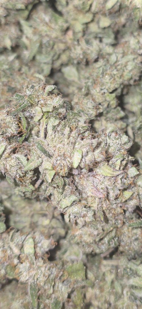 Gorilla punch fast bud. Week 14