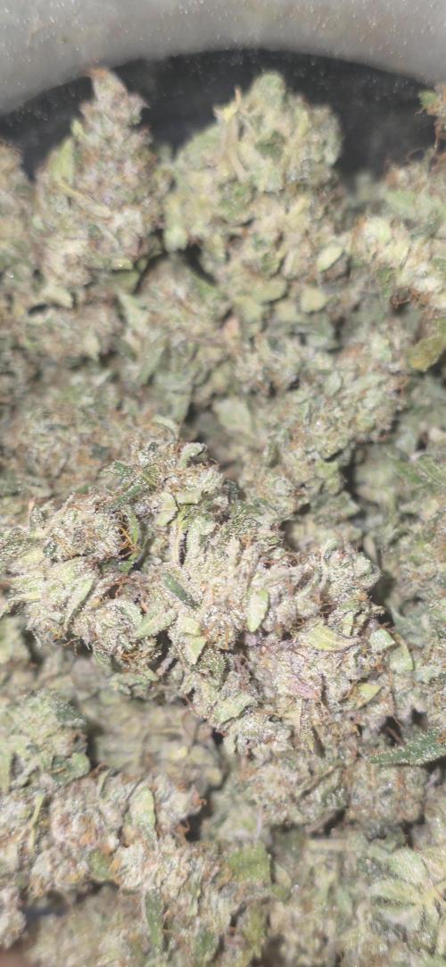 Gorilla punch fast bud. Week 14