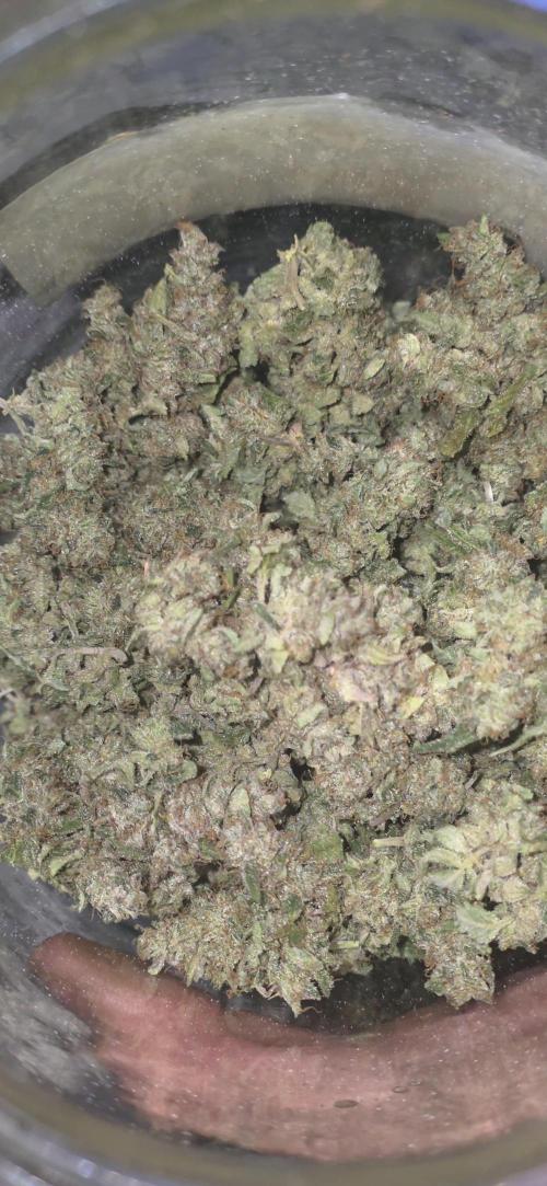 Gorilla punch fast bud. Week 14