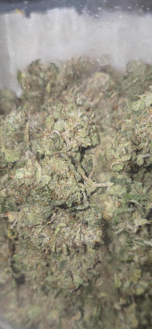 Gorilla punch fast bud. Week 14