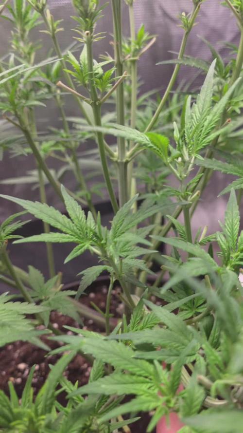 Papaya cookies fast bud