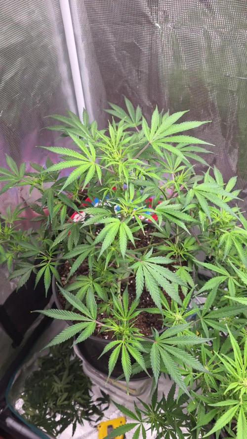 Papaya cookies fast bud