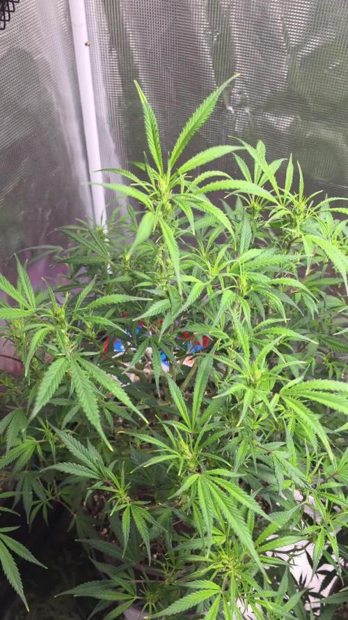Papaya cookies fast bud