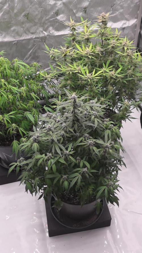 Papaya cookies fast bud