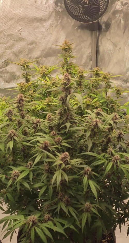 Papaya cookies fast bud