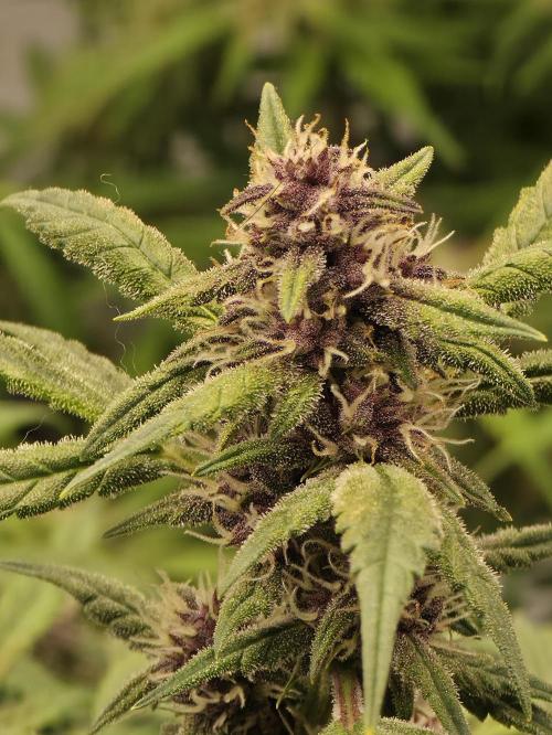 Papaya cookies fast bud. Week 8