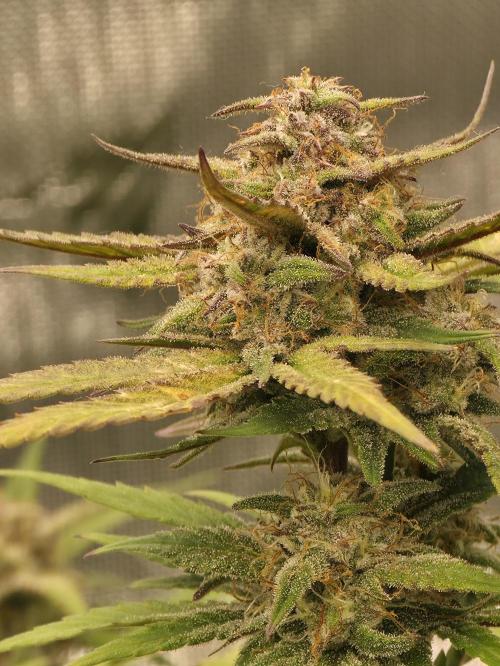 Papaya cookies fast bud. Week 8 -  60 days Papaya cookies 