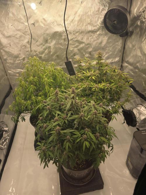 Papaya cookies fast bud. Week 8