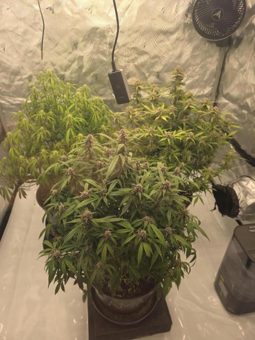 Papaya cookies fast bud. Week 8