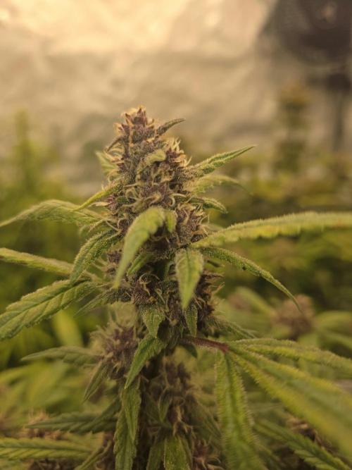 Papaya cookies fast bud. Week 8