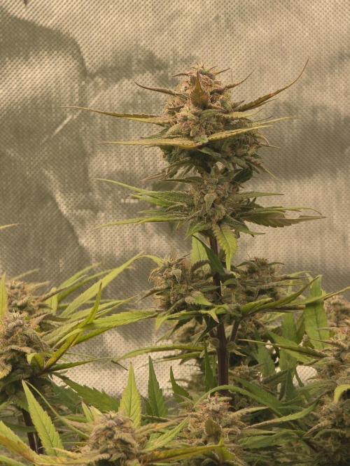 Papaya cookies fast bud. Week 8 - papaya cookies 