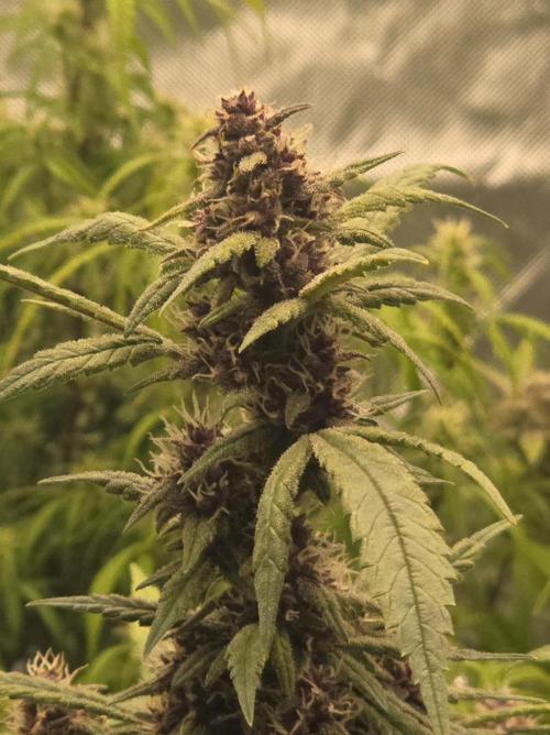 Papaya cookies fast bud. Week 8 - banana purple puch rf3