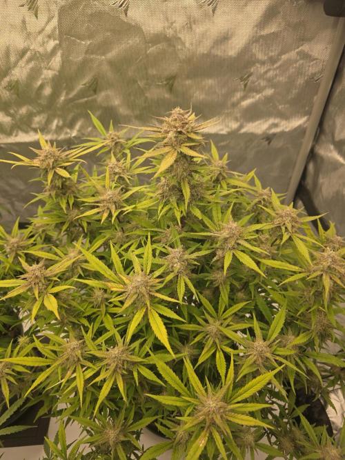 Papaya cookies fast bud. Week 8 - papaya cookies 