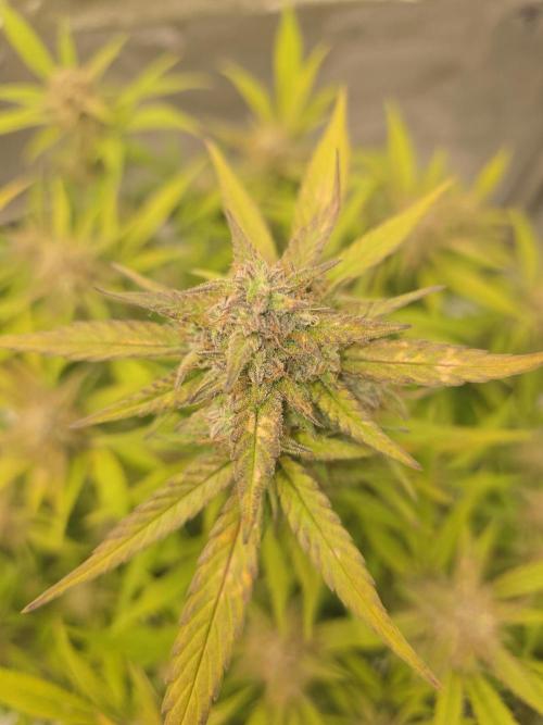 Papaya cookies fast bud. Week 8 - papaya cookies 