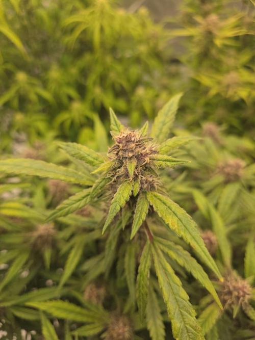 Papaya cookies fast bud. Week 8