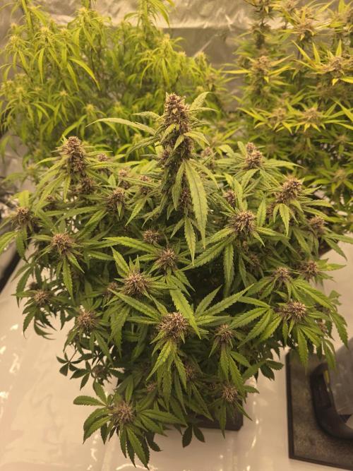 Papaya cookies fast bud. Week 8