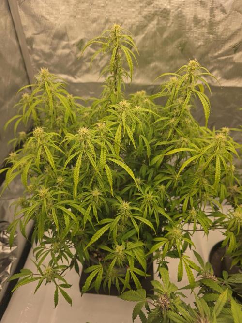 Papaya cookies fast bud. Week 8