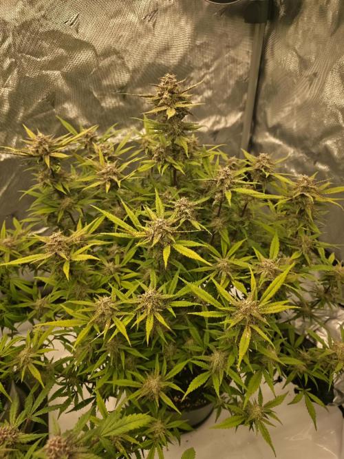 Papaya cookies fast bud. Week 8 - papaya cookies 