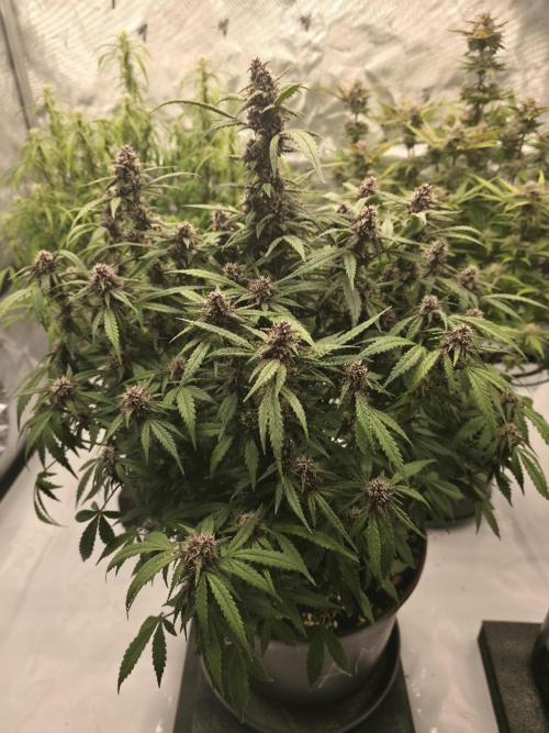 Papaya cookies fast bud. Week 8