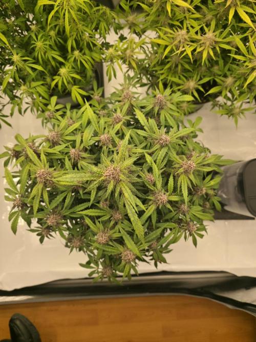 Papaya cookies fast bud. Week 8