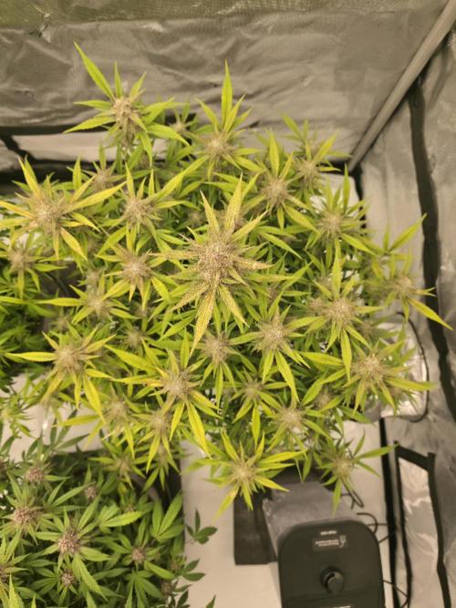 Papaya cookies fast bud. Week 8