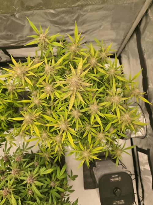 Papaya cookies fast bud. Week 8