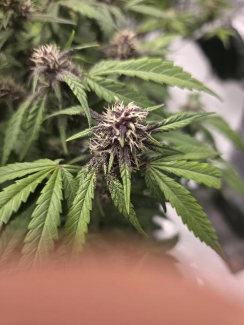 Papaya cookies fast bud. Week 8 - 60 days 