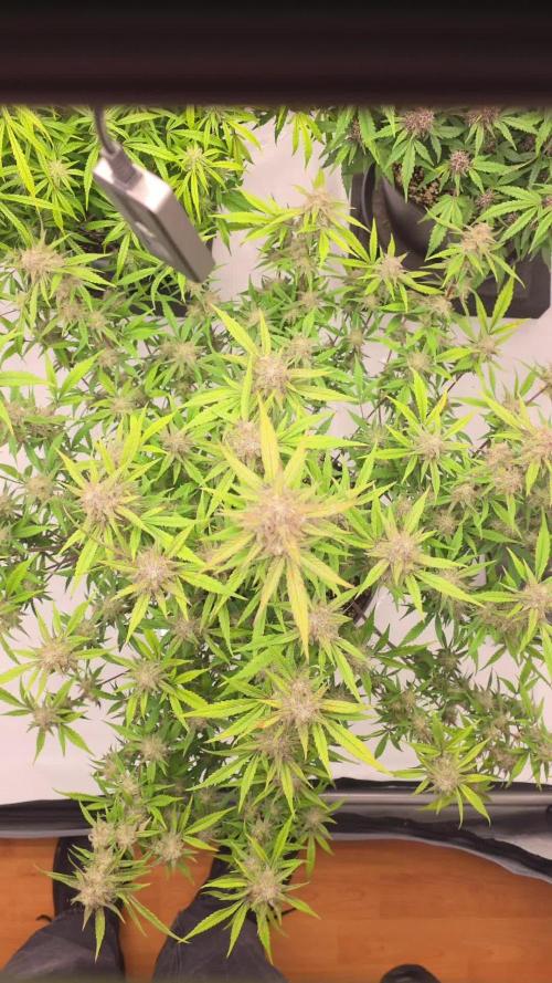 Papaya cookies fast bud