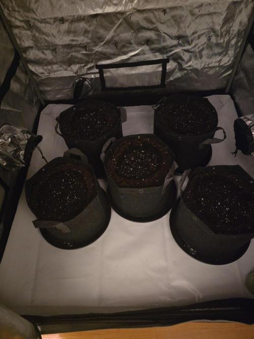 Gorilla cookies fast bud. Week 0