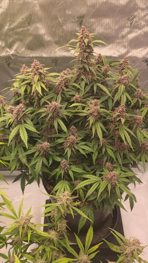 Papaya cookies fast bud. Week 10 - Banana purple puch rf3 