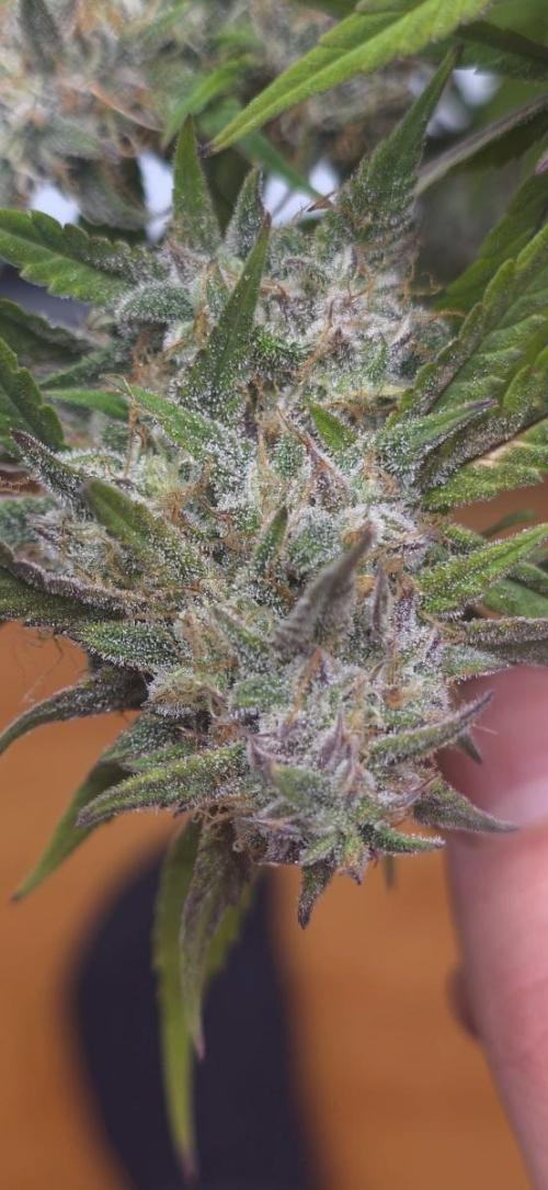 Papaya cookies fast bud. Week 10 - Papaya cookies 
