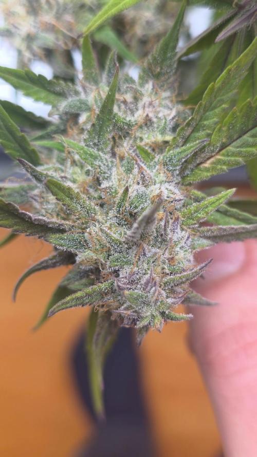 Papaya cookies fast bud. Week 10 - Papaya cookies 