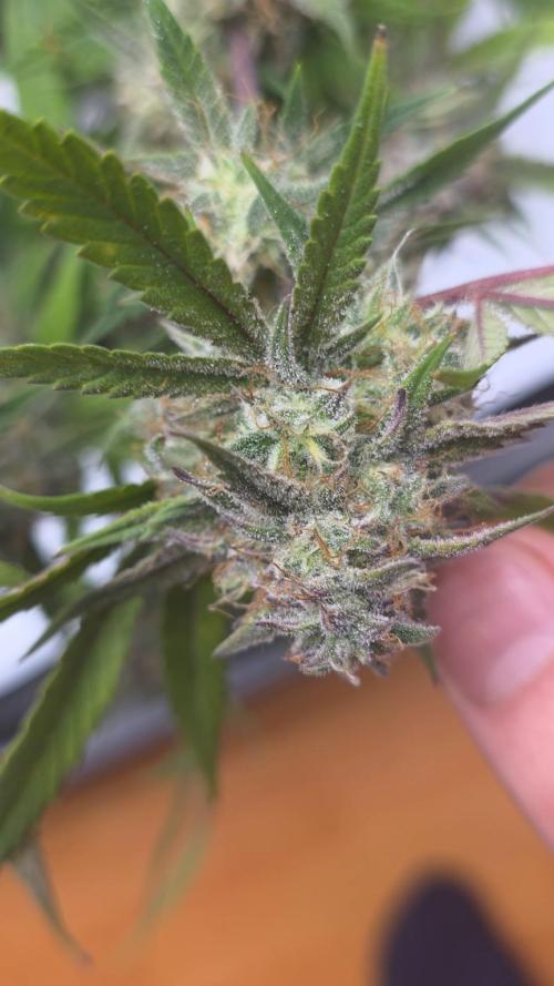 Papaya cookies fast bud. Week 10