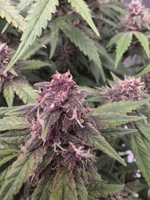 Papaya cookies fast bud. Week 10 - Banana purple puch rf3