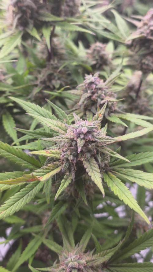 Papaya cookies fast bud