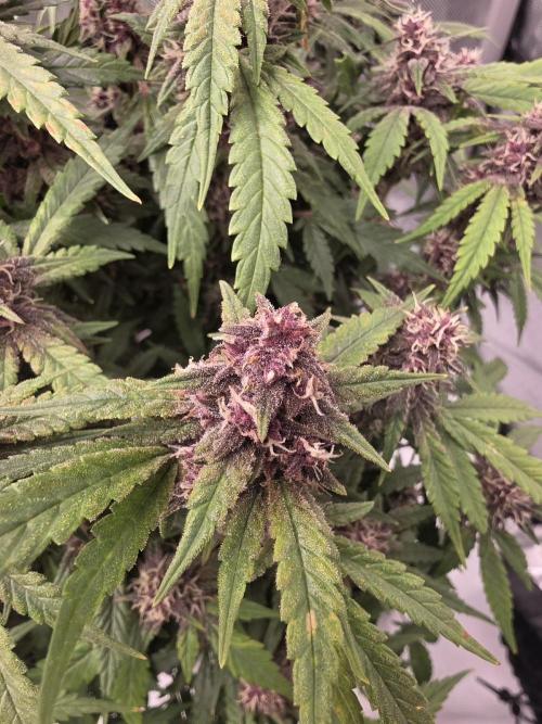 Papaya cookies fast bud. Week 10