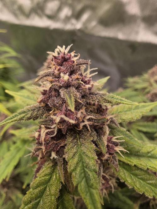 Papaya cookies fast bud. Week 10
